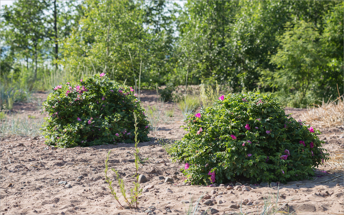 Изображение особи Rosa rugosa.