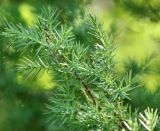 Juniperus deltoides. Верхушка ветви. Краснодарский край, м/о Новороссийск, окр. с. Сукко, окр. оз. Сукко, залесённый левый борт. 10.06.2019.