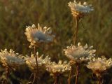 Centaurea margarita-alba