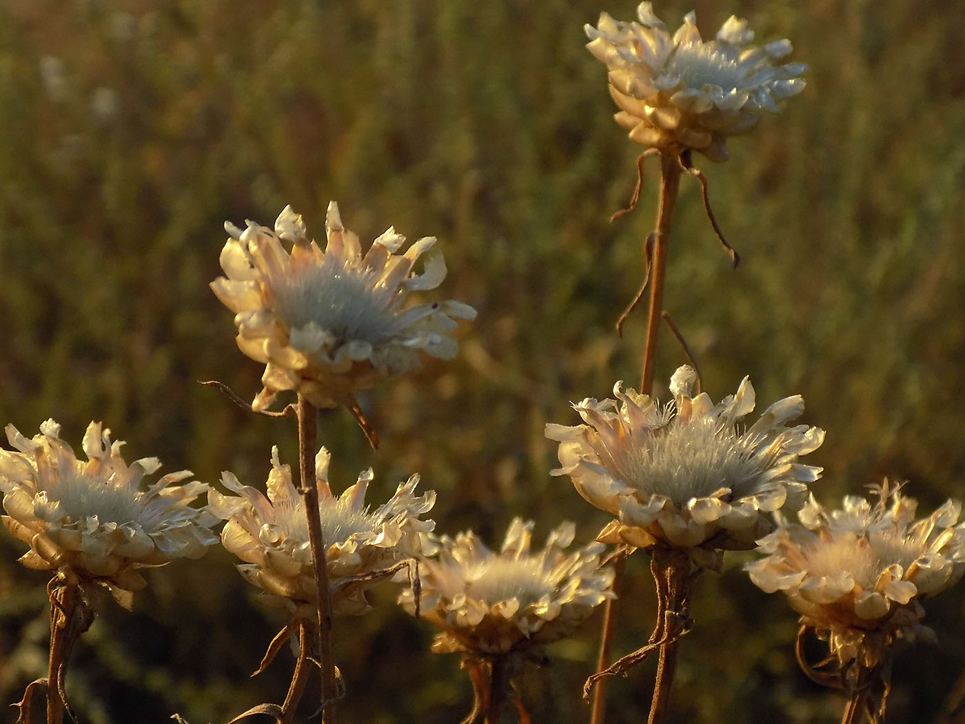 Image of Centaurea margarita-alba specimen.