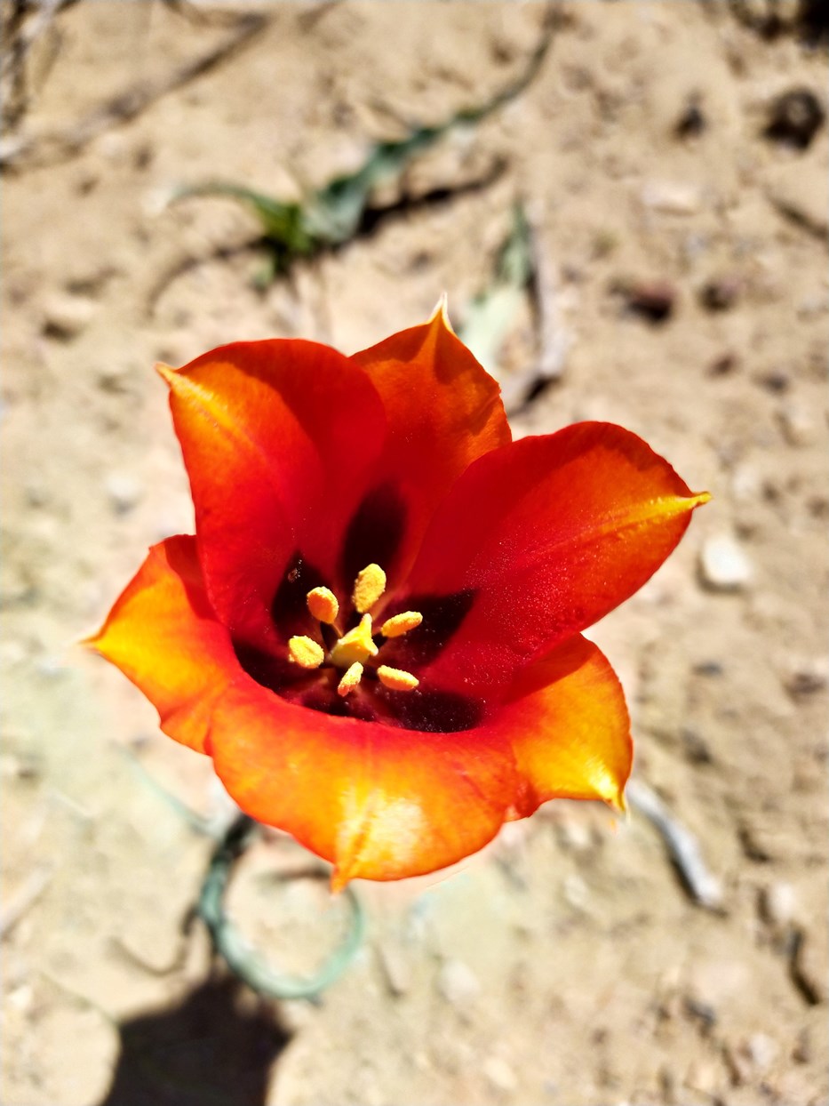 Image of Tulipa lehmanniana specimen.