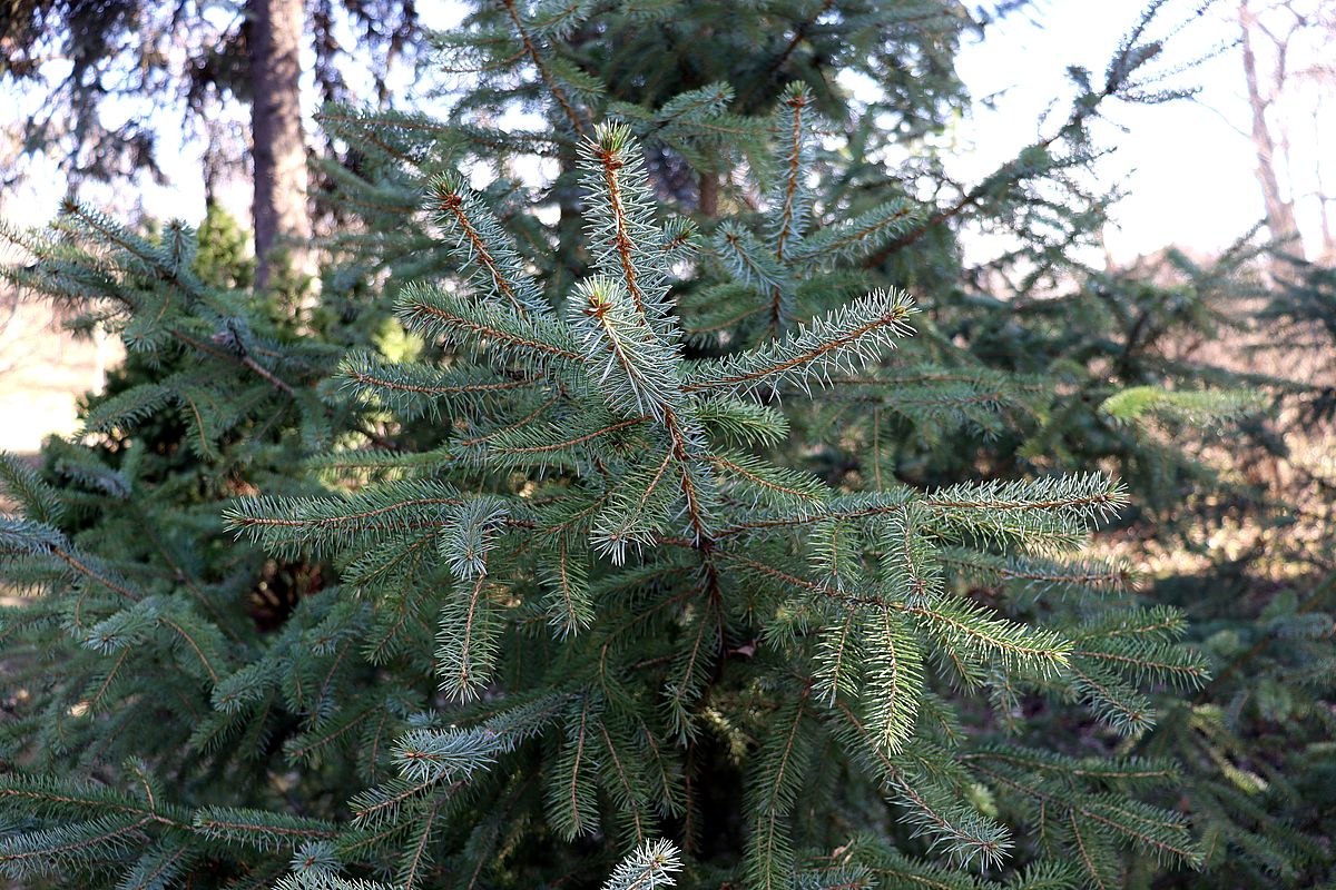 Image of Picea &times; lutzii specimen.