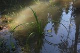 genus Scirpus