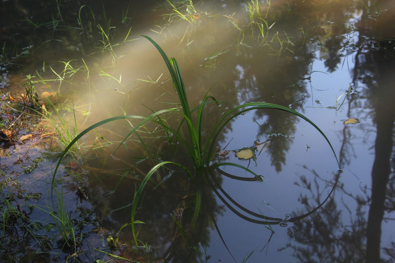 Image of genus Scirpus specimen.