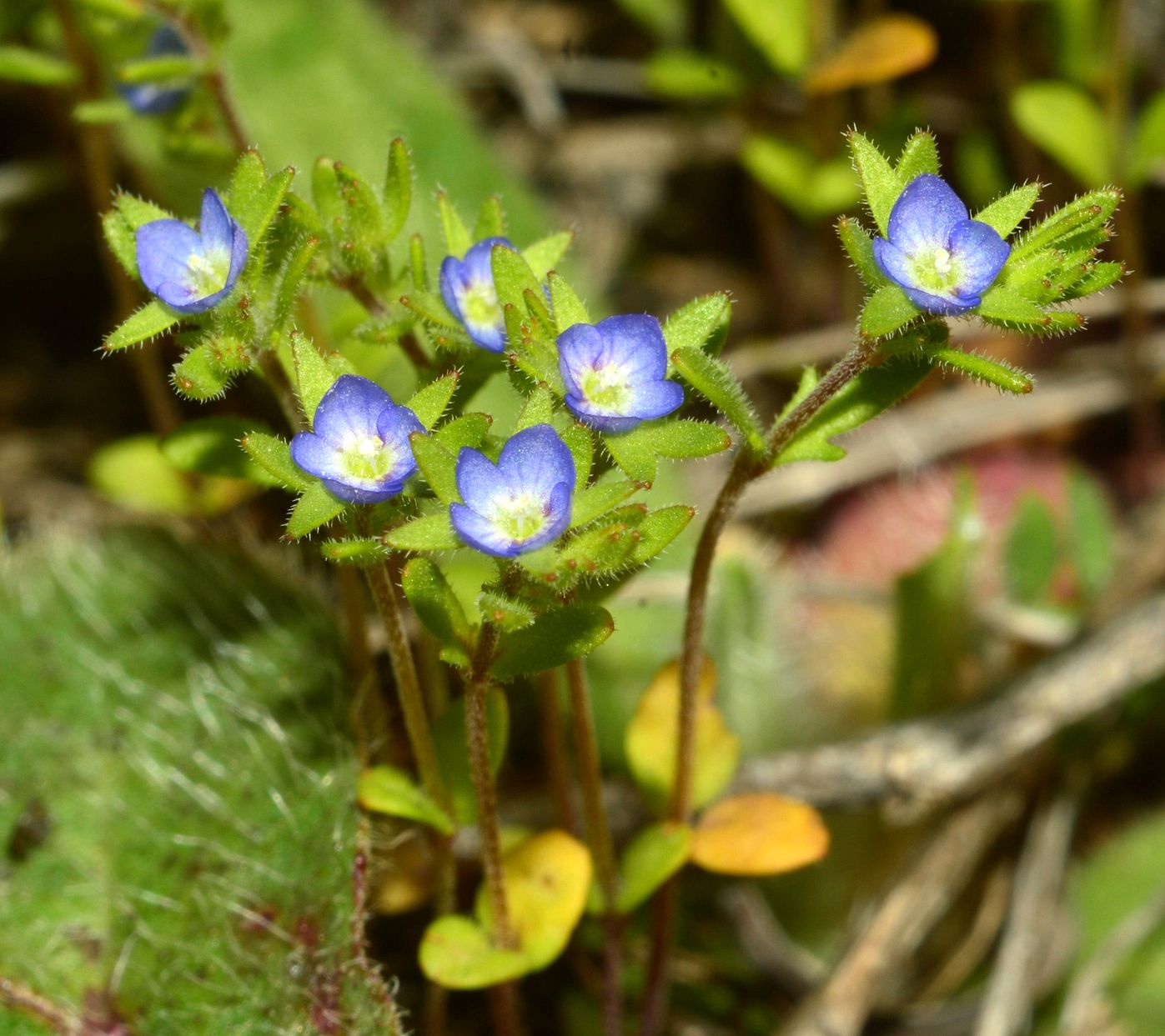 Image of Veronica verna specimen.