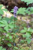 Dactylorhiza fuchsii. Верхушка цветущего растения. Мурманская обл., Кандалакшский р-н, северный склон Ивановой горы, зеленомошный хвойный лес (Picea, Pinus) с участием Betula. 21.07.2020.