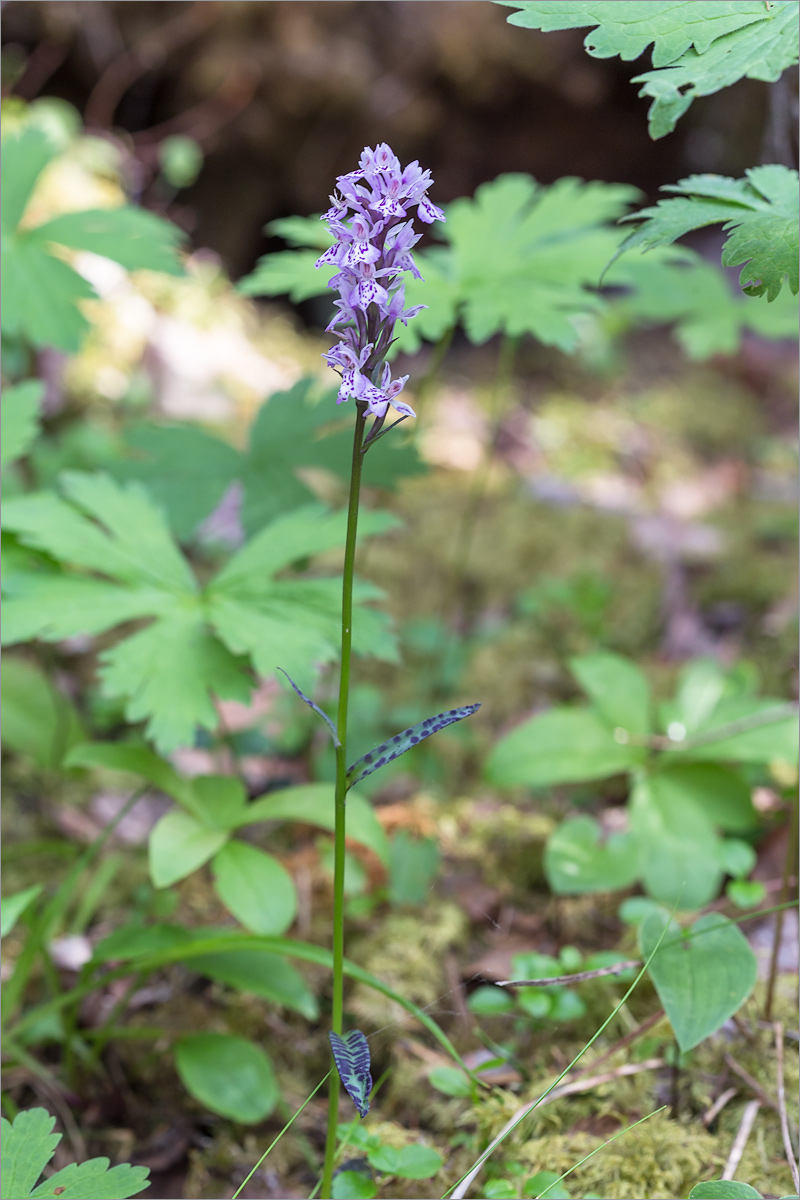 Изображение особи Dactylorhiza fuchsii.