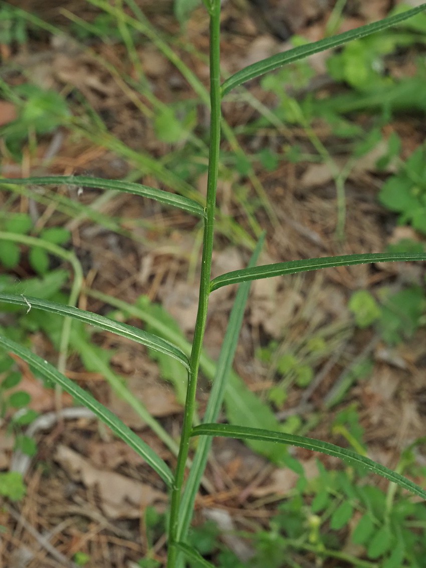 Image of Campanula persicifolia specimen.