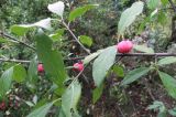 Euonymus europaeus
