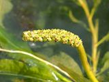 Potamogeton lucens