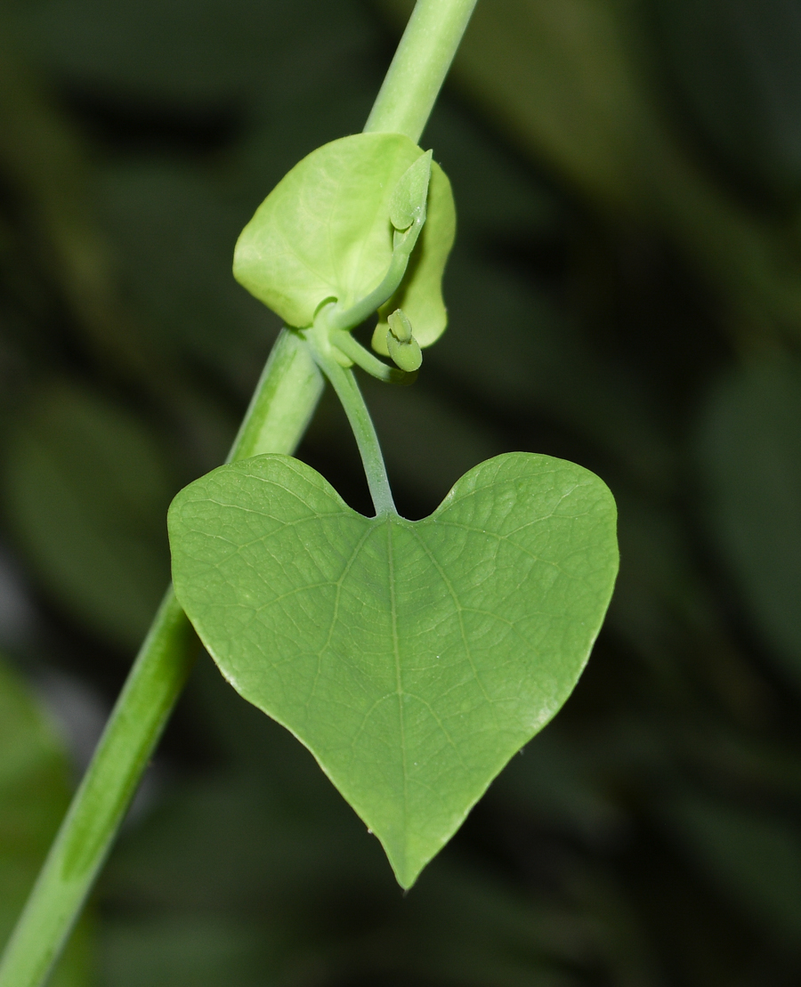 Изображение особи Aristolochia gigantea.