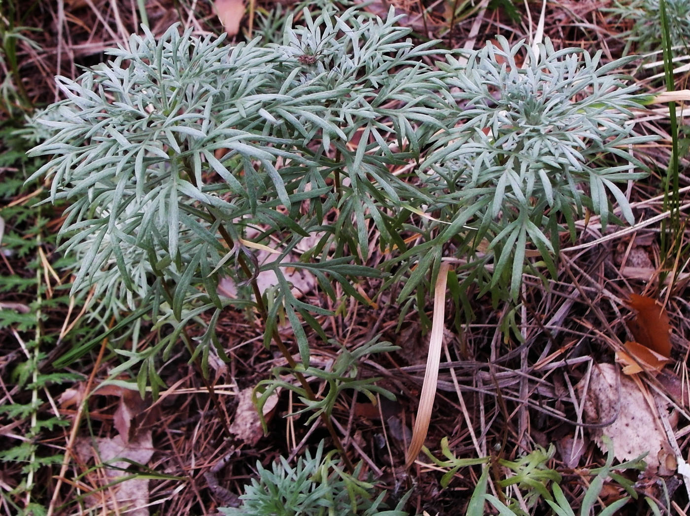 Изображение особи Artemisia sericea.