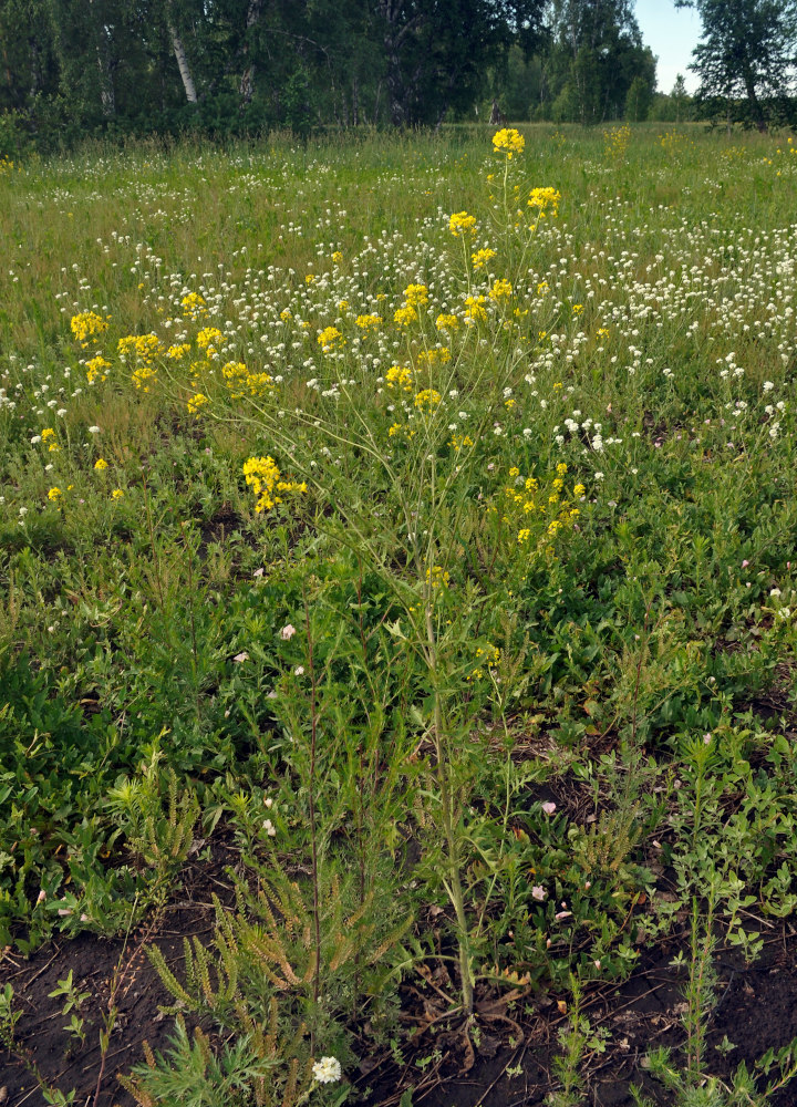 Image of Sisymbrium loeselii specimen.