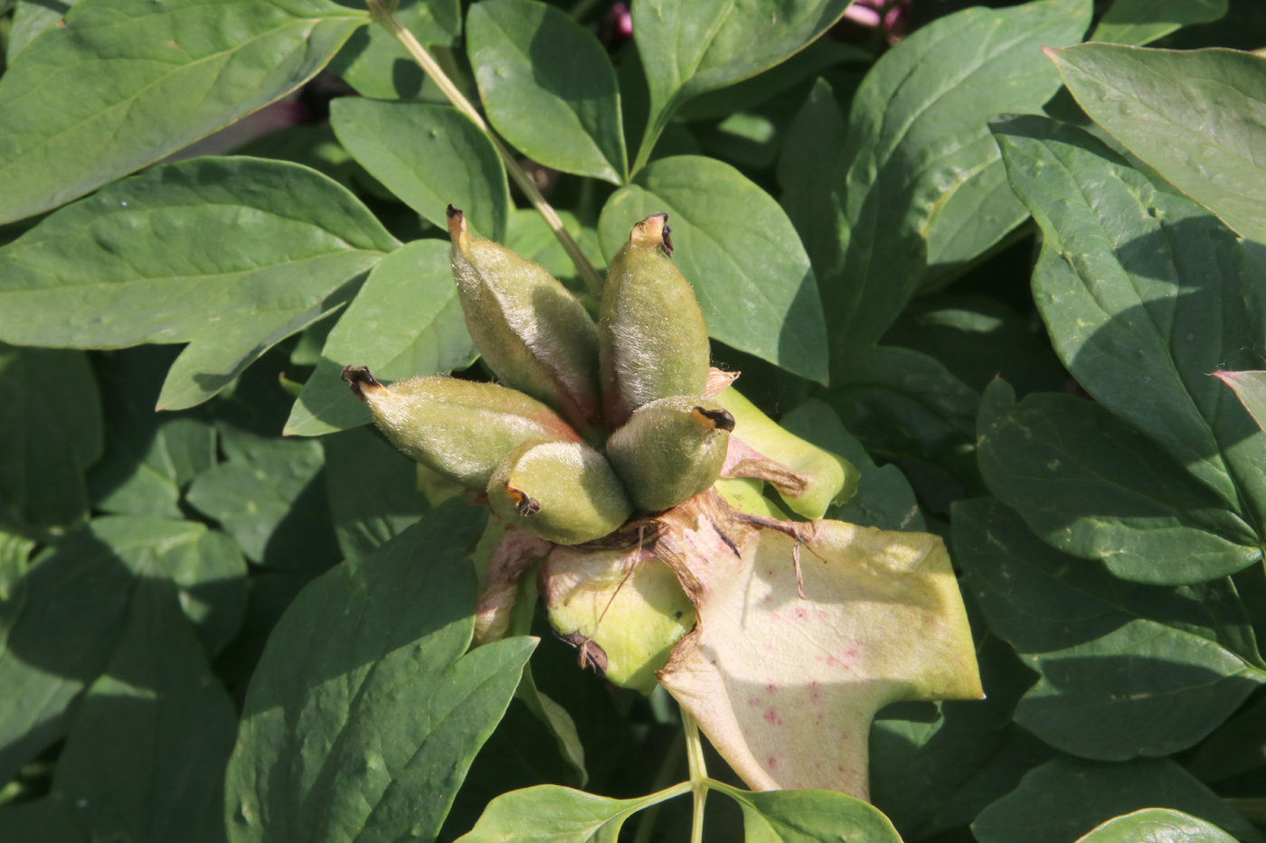 Image of Paeonia suffruticosa specimen.