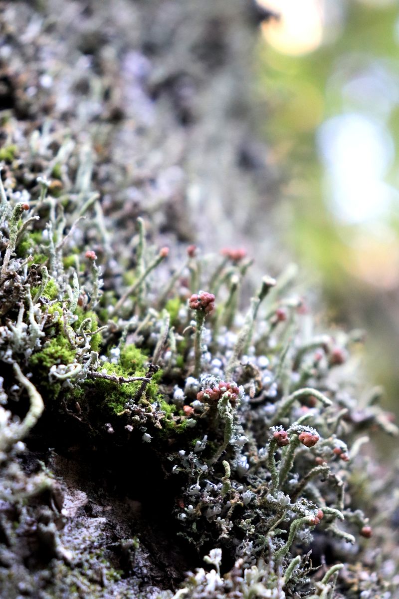 Изображение особи род Cladonia.