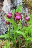 Cypripedium macranthos