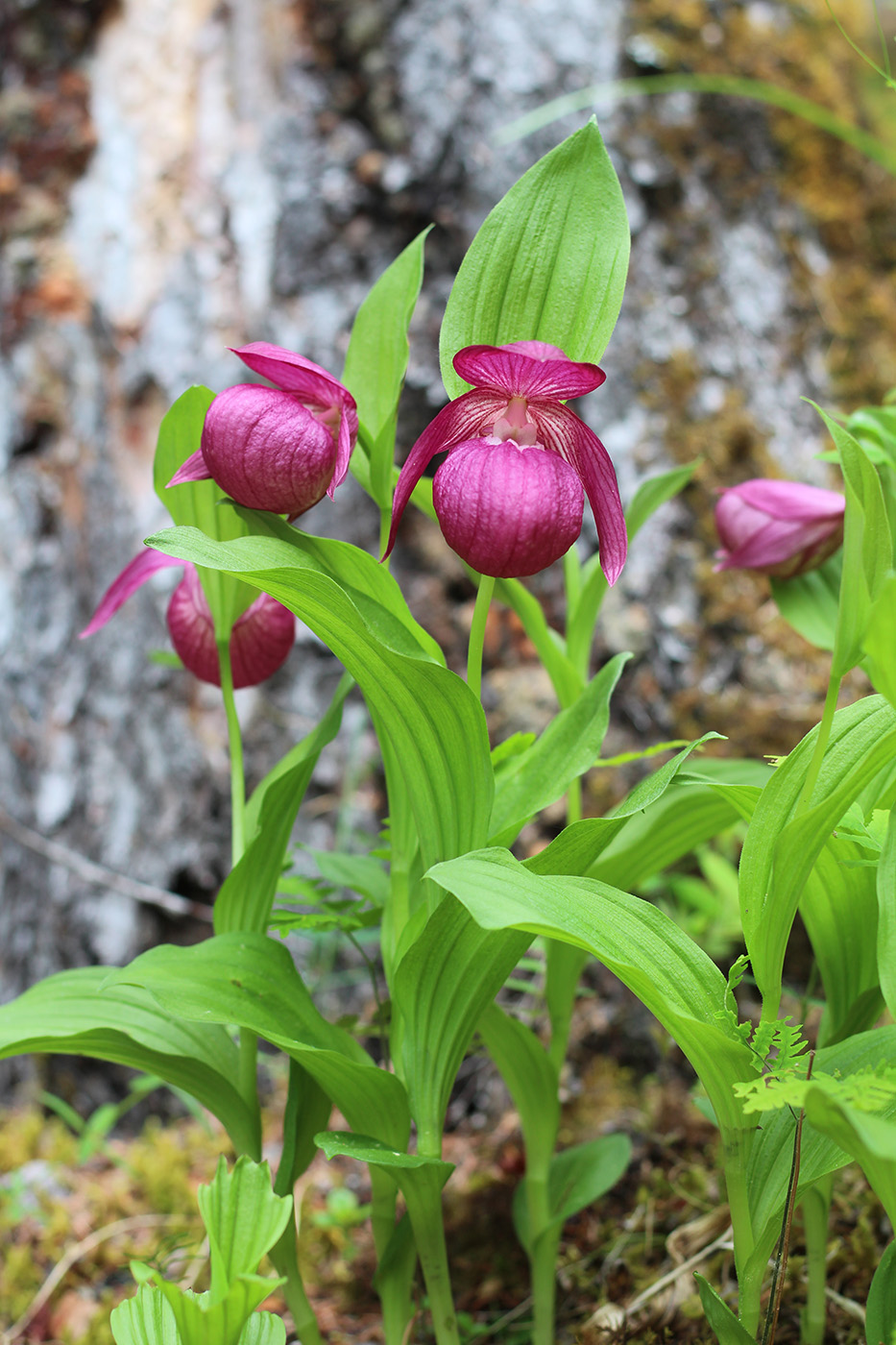 Image of Cypripedium macranthos specimen.