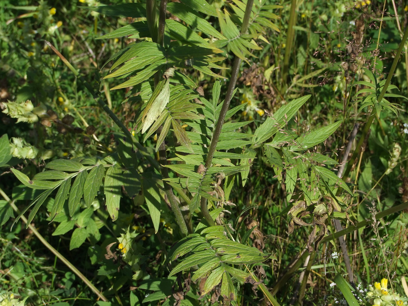 Изображение особи Valeriana transjenisensis.