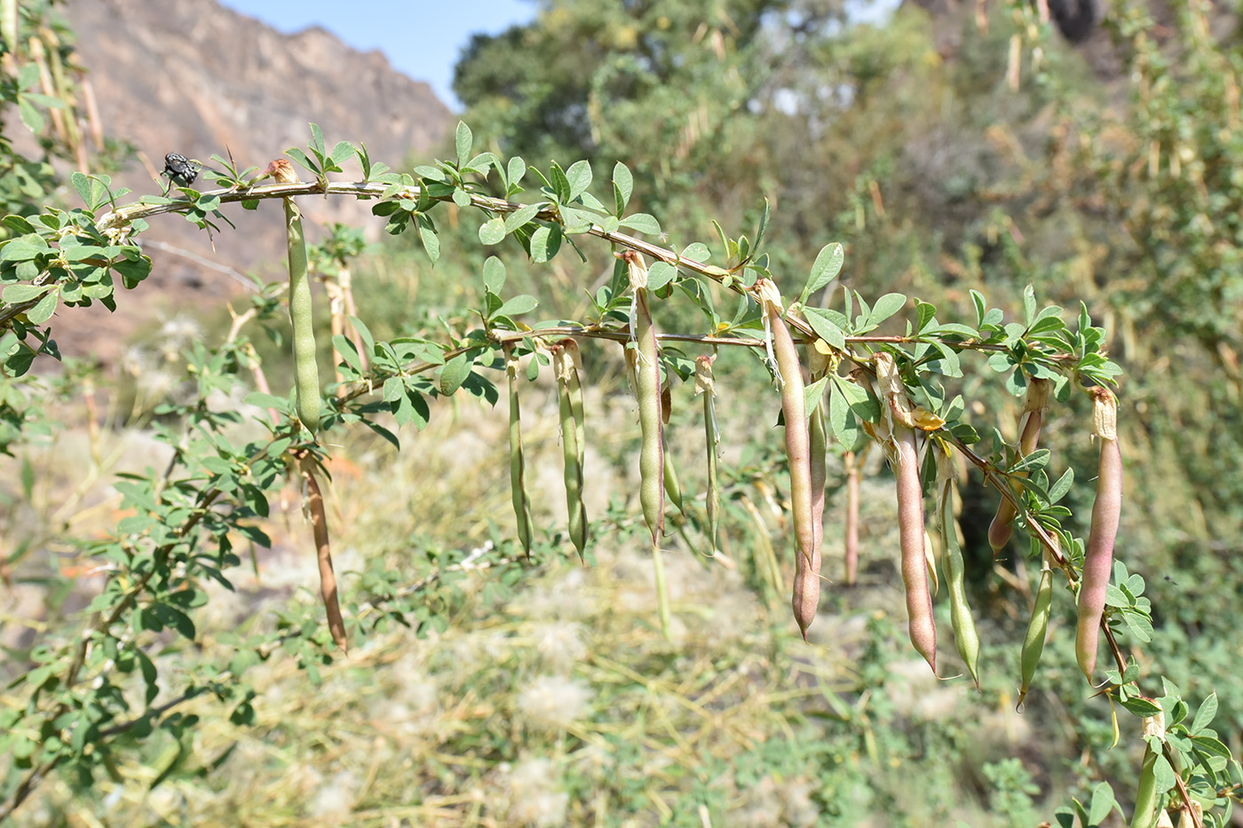 Image of Caragana camilli-schneideri specimen.