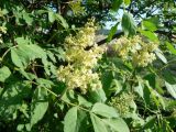 Sambucus racemosa