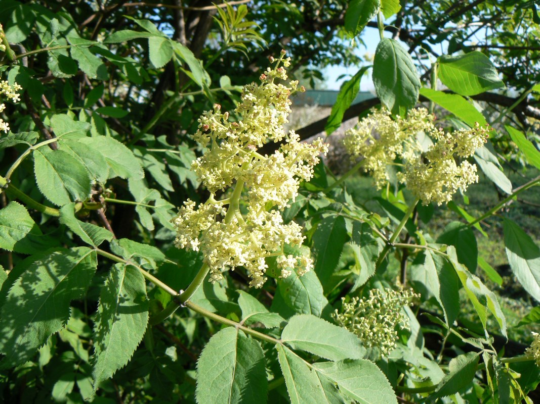 Image of Sambucus racemosa specimen.