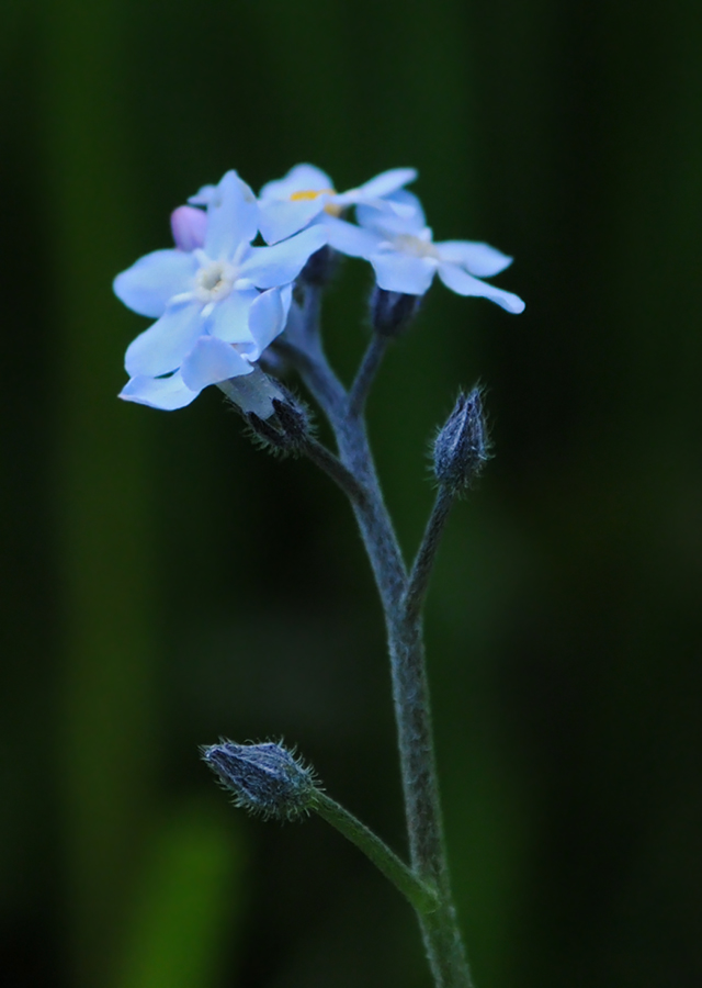 Изображение особи Myosotis krylovii.