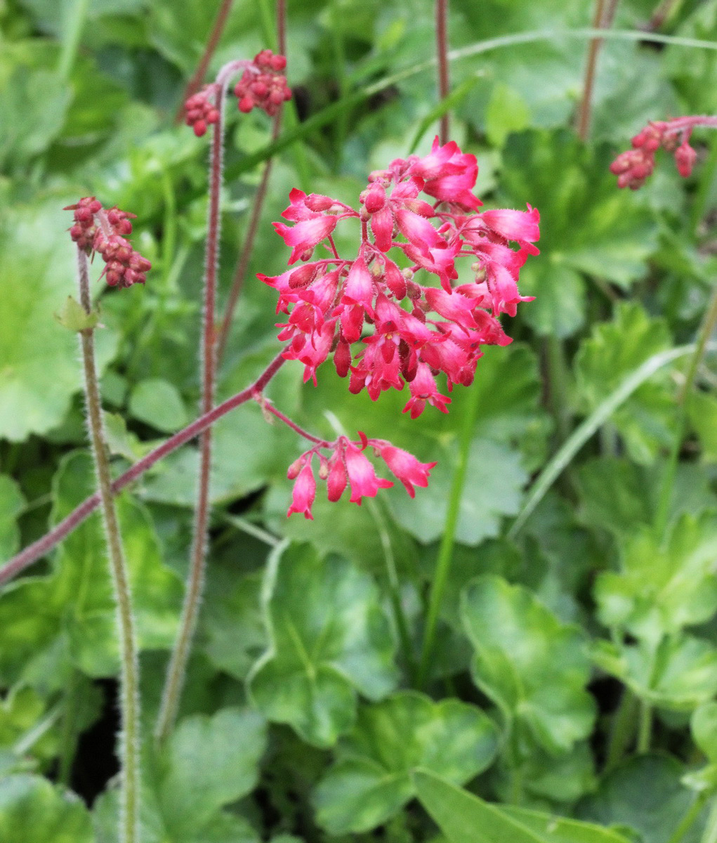 Image of Heuchera sanguinea specimen.