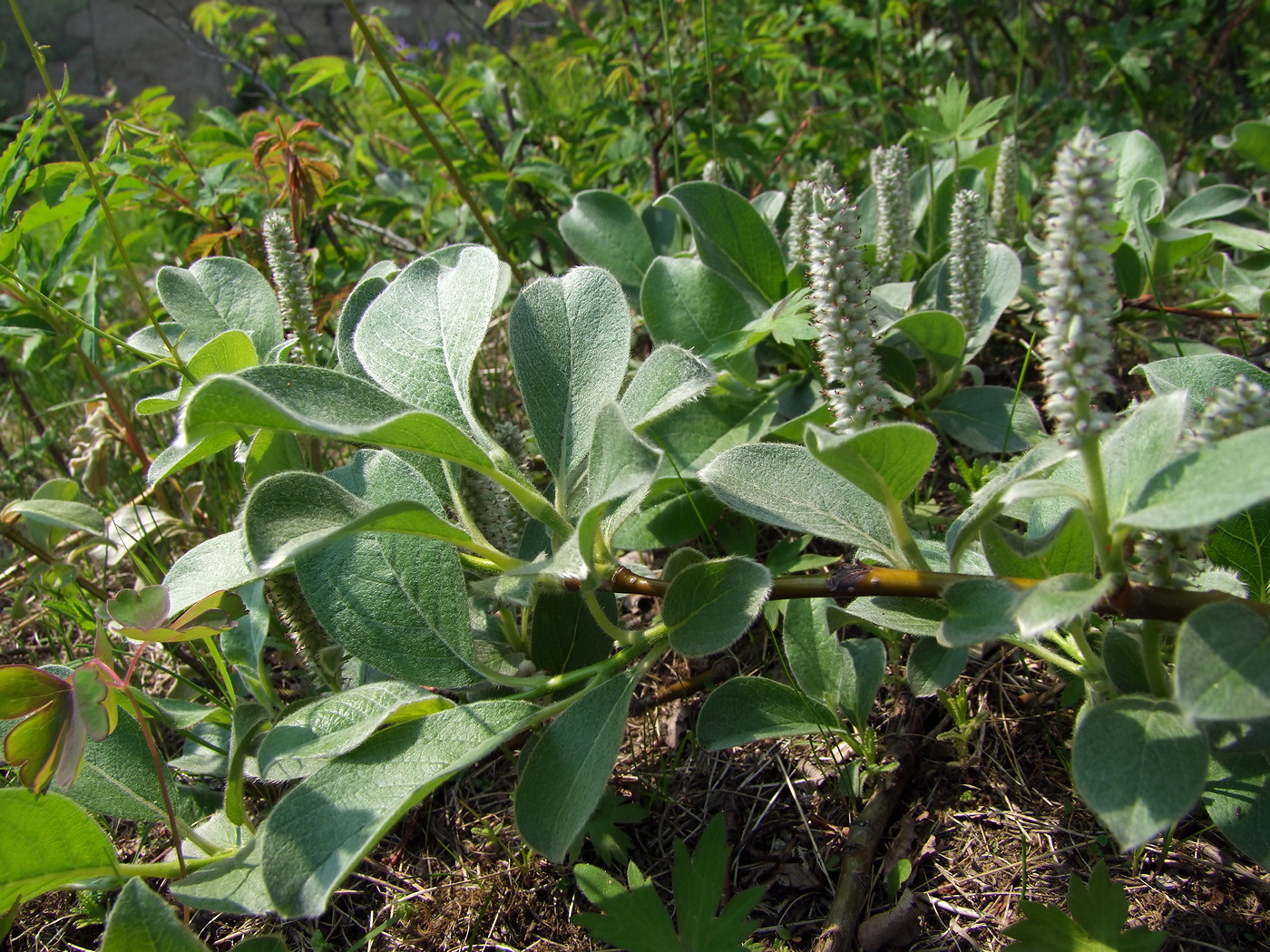 Изображение особи Salix crassijulis.