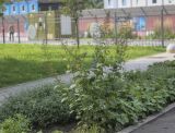 Scrophularia nodosa. Цветущее и плодоносящее растение. Москва, ГБС, клумба. 31.08.2021.