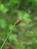 Eleocharis ovata