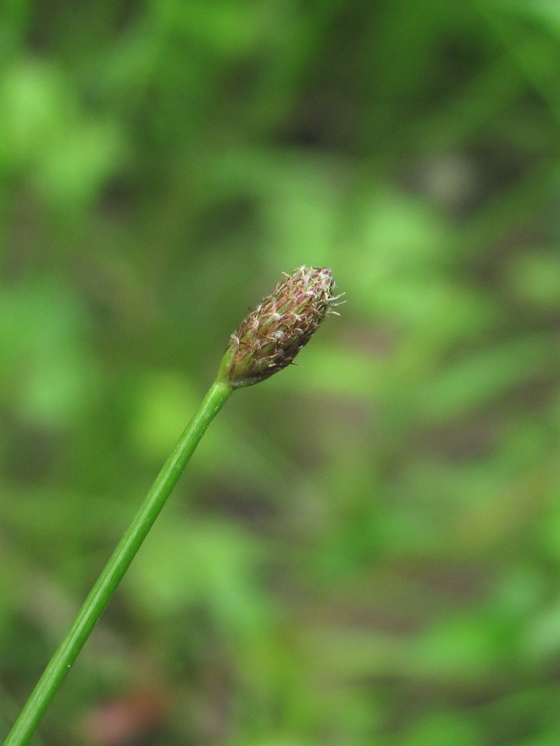 Image of Eleocharis ovata specimen.