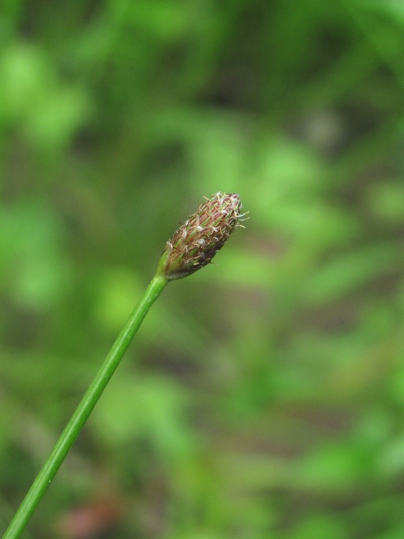 Изображение особи Eleocharis ovata.