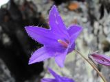 genus Campanula