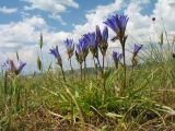 Gentiana olivieri