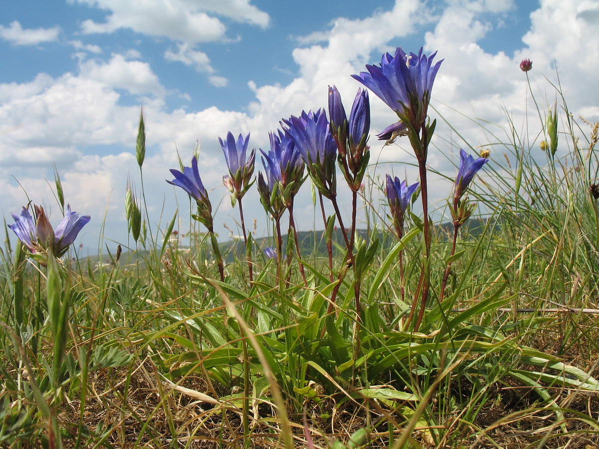 Изображение особи Gentiana olivieri.