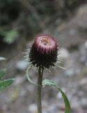 Cirsium serratuloides