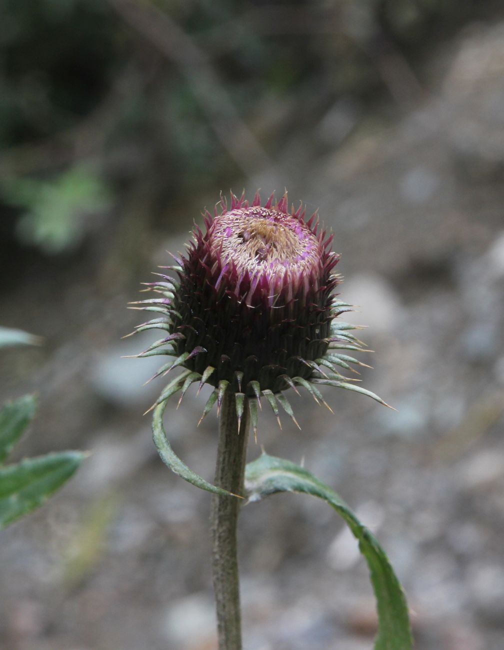 Image of Cirsium serratuloides specimen.