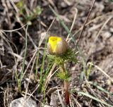 Adonis vernalis