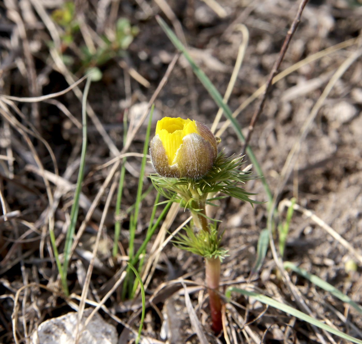 Изображение особи Adonis vernalis.