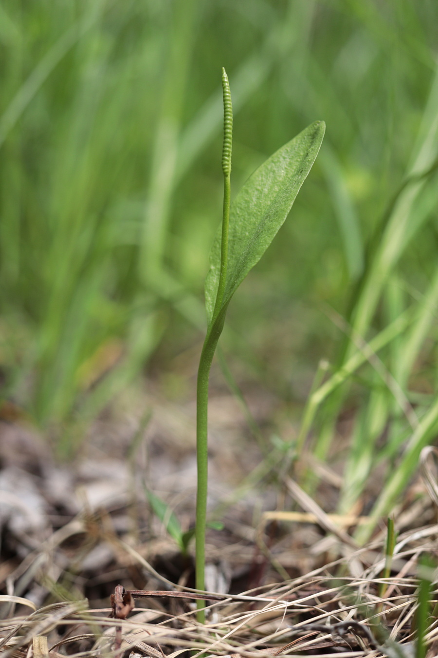 Изображение особи Ophioglossum vulgatum.