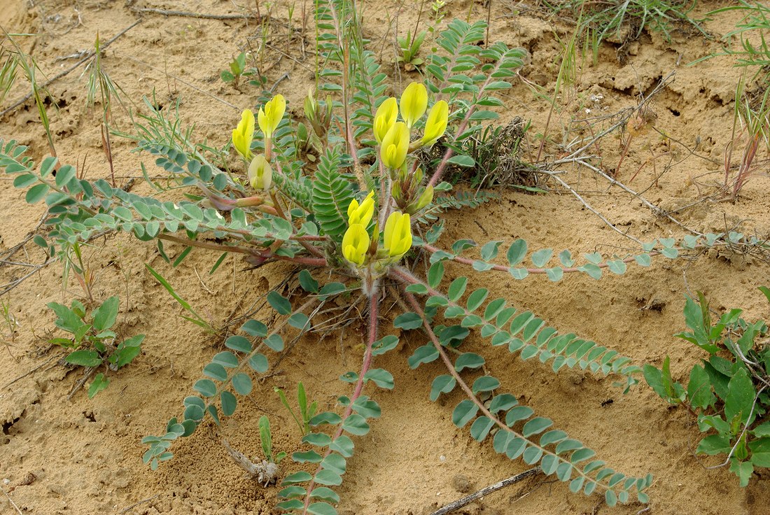 Изображение особи Astragalus longipetalus.