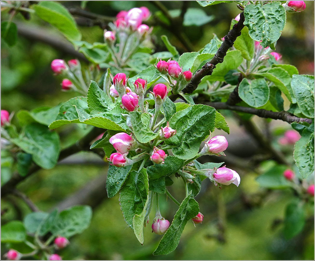 Изображение особи Malus domestica.