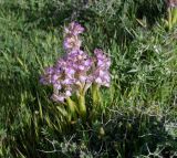 Anacamptis subspecies schirwanica