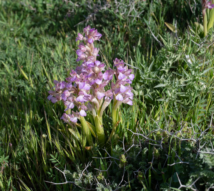 Image of Anacamptis papilionacea ssp. schirwanica specimen.