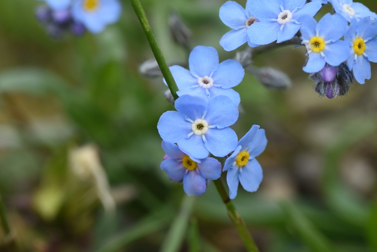 Изображение особи Myosotis alpestris.