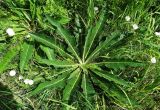 Verbascum lychnitis