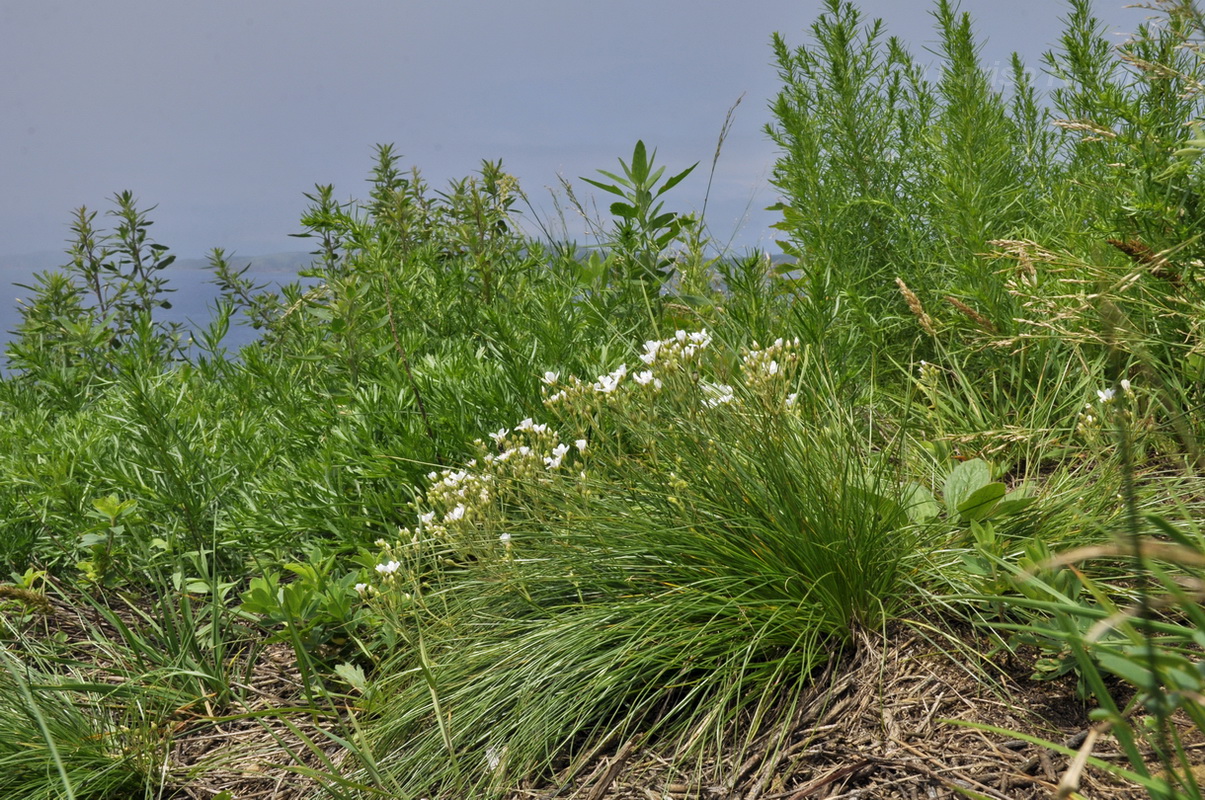 Image of Eremogone juncea specimen.