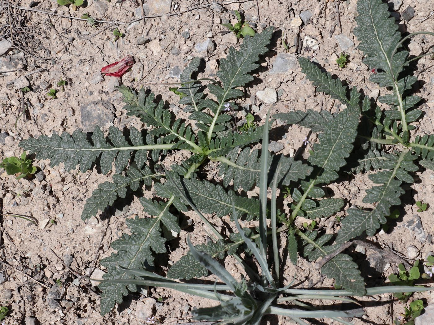 Image of Phlomoides nuda specimen.