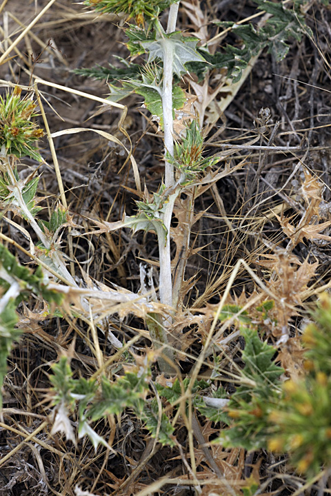 Image of Cousinia syrdarjensis specimen.