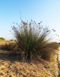 Juncus acutus